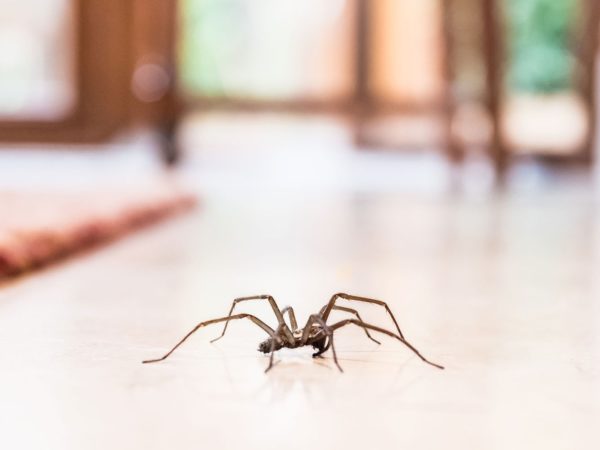 How to Get Rid of Spiders from Your Residence?