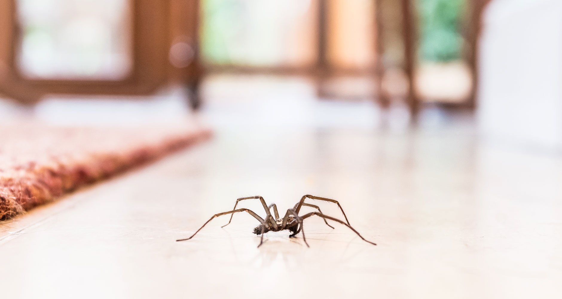 How to Get Rid of Spiders from Your Residence?
