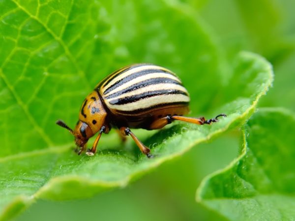 How Do You Control Pests in Your Home or Business?