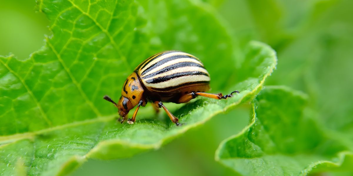 How Do You Control Pests in Your Home or Business?