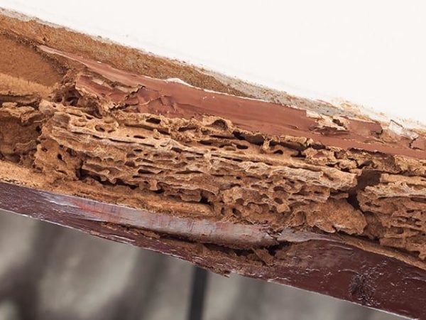 Health hazards of termite infestation