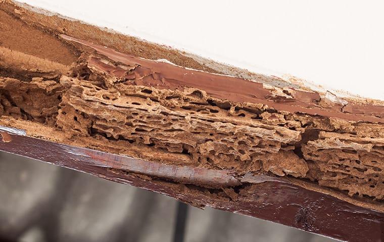 Health hazards of termite infestation