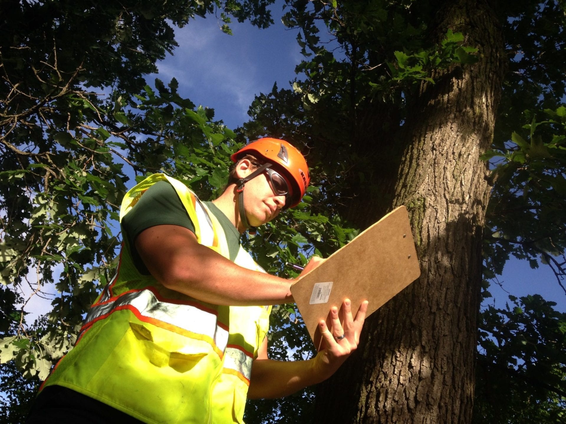 Tree-friendly development: The role of a consultant arborist