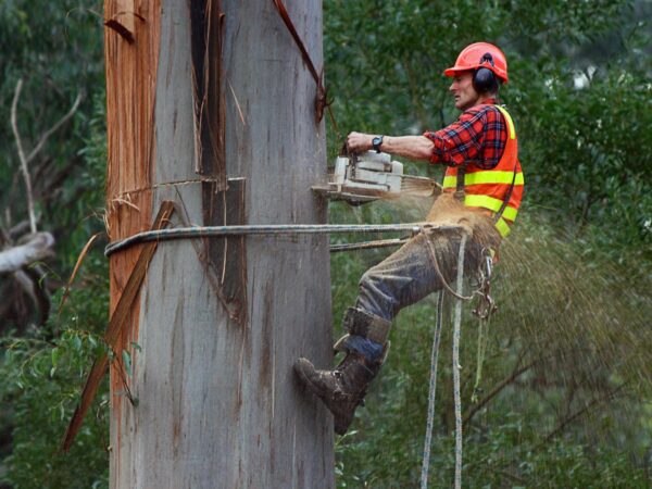 What is the Need for Tree Removal Arborist Service?