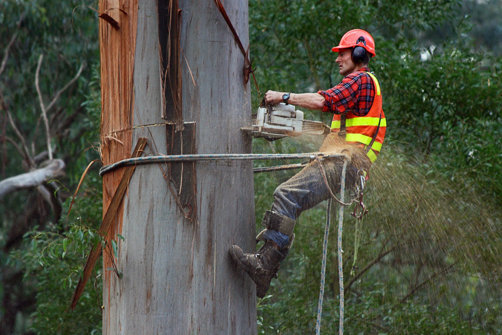 What is the Need for Tree Removal Arborist Service?