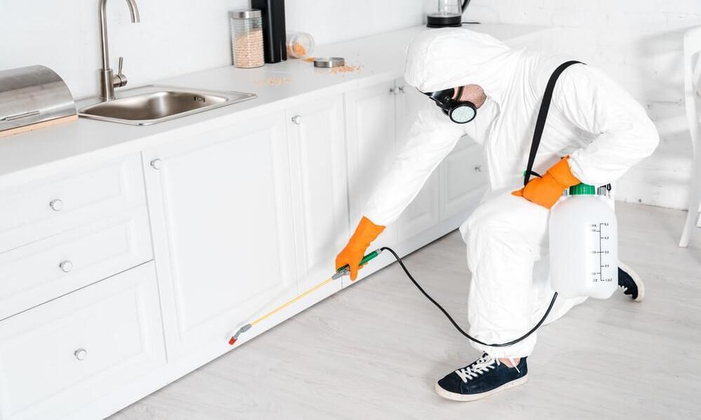 Why You Never See FURNITURE PEST CONTROL That Works