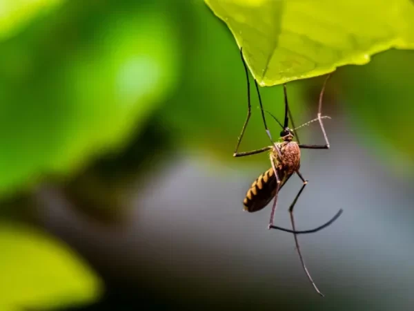 Indicators of A Mosquito Infestation