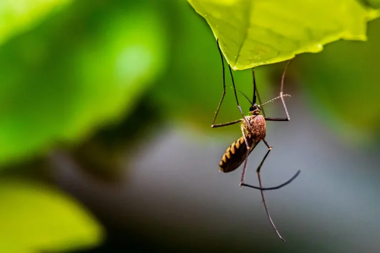 Indicators of A Mosquito Infestation